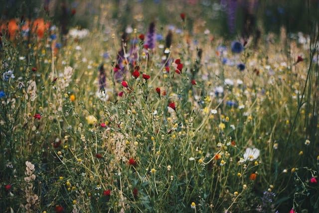 Blog