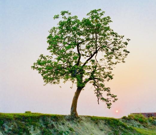 Arnold Funeral Service